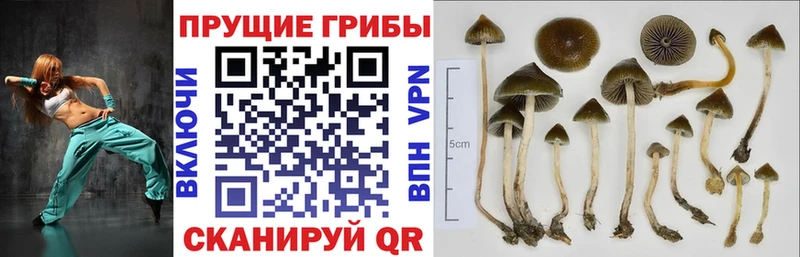 Купить  Мосальск  Псилоцибиновые грибы Psilocybe 